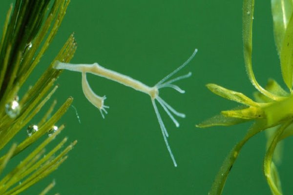 Кракен тор krakens13 at