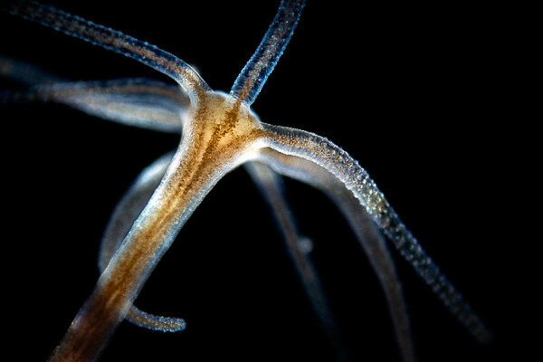 Kraken ссылка tor