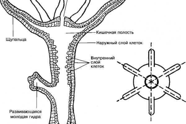 Как зарегаться в кракен