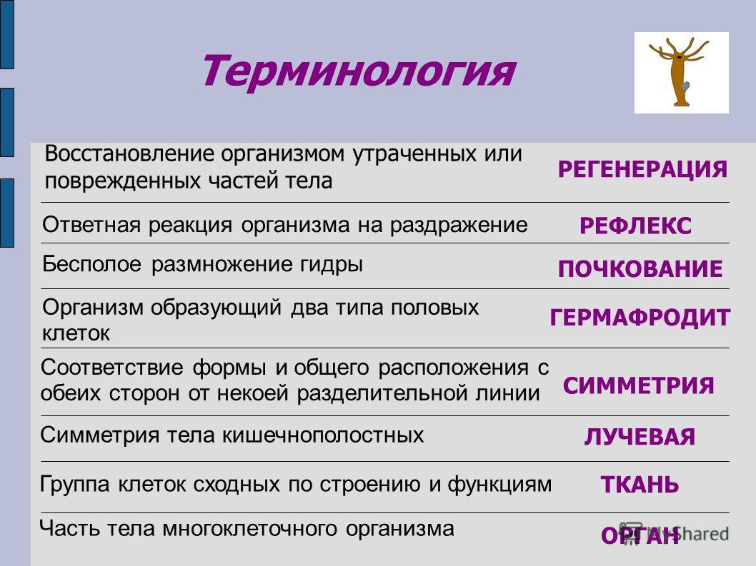 Кракен актуальная ссылка тор